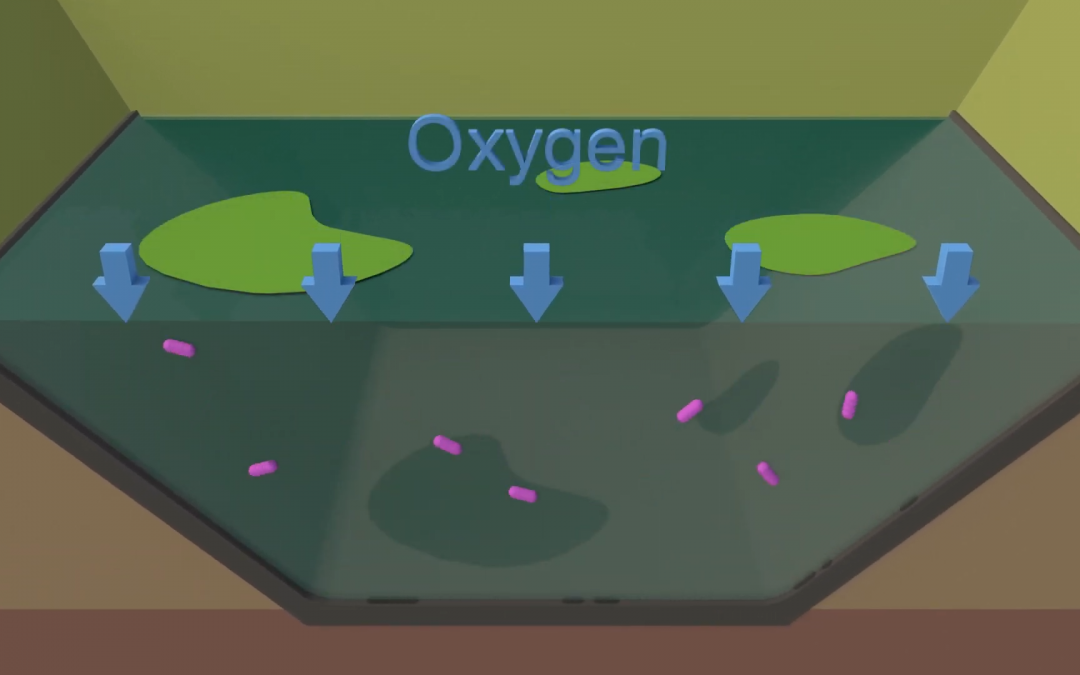 How Does A Lagoon Treat Wastewater?